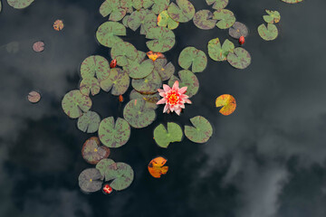 Flowers in water  nenuphars  green - obrazy, fototapety, plakaty