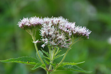 It blooms in nature hemp agrimony (Eupatorium cannabinum)