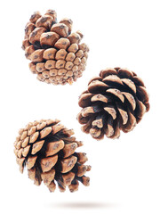 Pine cones fly on a white background, levitating. Isolated