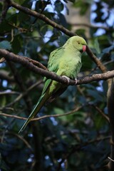 Wild Ring-necked Parakeet in Hyde Park London, United Kingdom