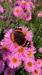 monarch butterfly on flower