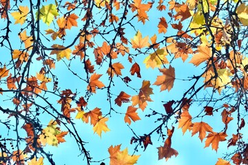 Fototapeta premium Colorful autumn maple leaves on blue sky background. Golden autumn. Abstract photo.