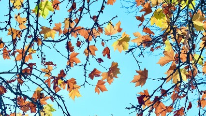 Colorful autumn maple leaves on blue sky background. Golden autumn. Abstract photo.