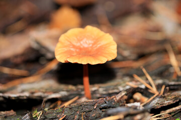 Wild winter mushrooms on forest macro background north germany high quality prints