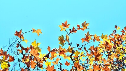 Colorful autumn maple leaves on blue sky background. Golden autumn. Abstract photo.