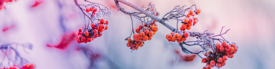 Winter panorama with red berries, snow and frost on a light background for decorative design