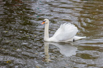 White swan on the lake