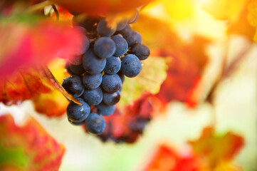 Ripe black grapes on the vine. Selective focus. Douro river valley in Portugal. Autumn nature background