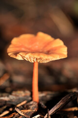 Wild winter mushrooms on forest macro background north germany high quality prints