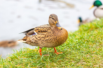 Duck on the river bank