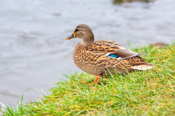 Fototapeta premium Duck on the river bank