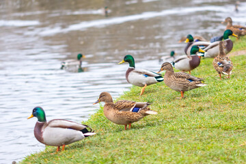 Flock of ducks on the river bank