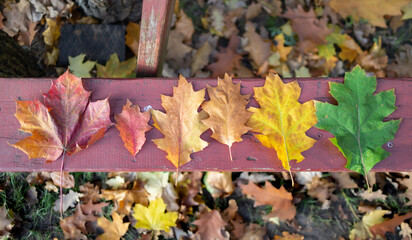 jesienne liście kolory na ławce