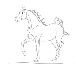 Obraz na płótnie Canvas Arabian horse with long mane run forward