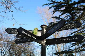 Green Rose-ringed Parakeet sitting in the tree in Hyde Park in London, United Kingdom
