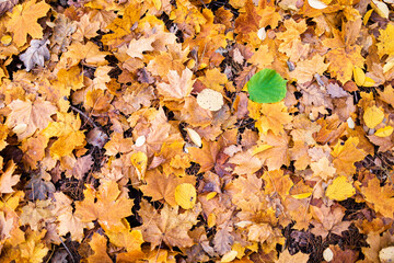 kontrast liście zółte i liść zielony