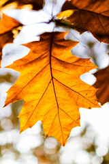 Fototapeta na wymiar liść klonu jesień żółty
