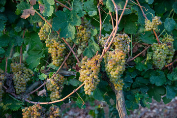 Bunch of Ripe Vineyard Grapes. Grapes Wineries.