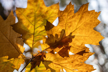 jesienne liście na drzewie i cienie