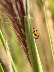 ladybug, chinita, mariquita sobre hierba verde 