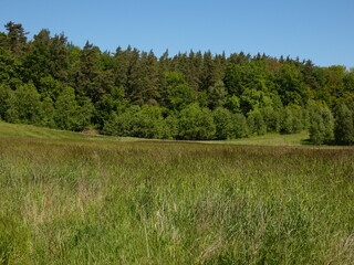 Obraz premium Rural landscape with green field and trees, Poland