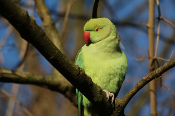 Wild Ring-necked Parakeet in Hyde Park London, United Kingdom