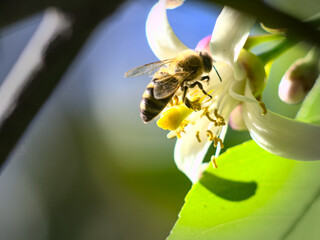 abeja recolectando polen en flor de limonero 