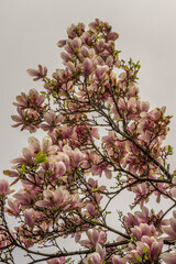 Branch of magnolia tree with full blown flowers