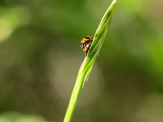 chinita, ladybug, mariquita montada amor sexo