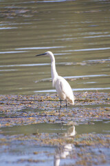 White bird in wetlands,Egretta garzetta is a species of small heron in the family Ardeidae.It has slender black beak, long black legs and yellow feet and feeds a variety of small creature.