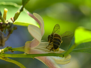 abeja recolectando polen en flor de limonero 