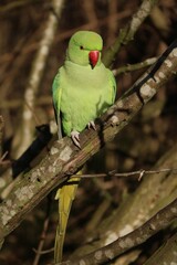 Wild Ring-necked Parakeet in Hyde Park London, United Kingdom