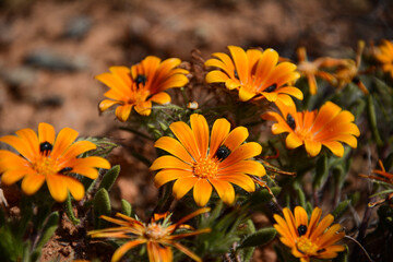 Orange flower patch