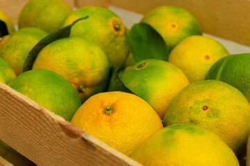 Green ripening freshly plucked tangerine in a wooden box before shipping to the market.