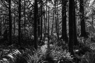 Fototapeta premium Rainforest in Washington
