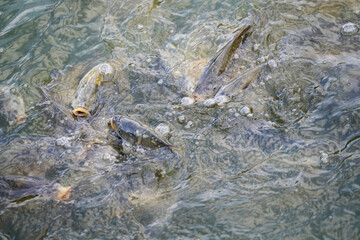Carp in a pond when feeding