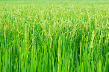 Green rice fields with rice trees in  Central region of thailand