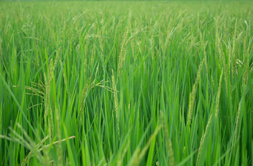 Green rice fields with rice trees in  Central region of thailand