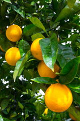 Bright ripe orange fruits. Harvest on tree branches in an orange orchard.