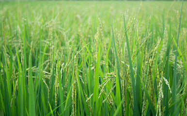 Green rice fields with rice trees in  Central region of thailand