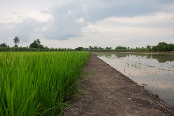 Green rice fields with rice trees in  Central region of thailand