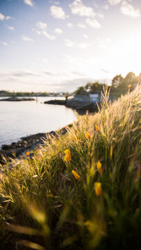Flowers and dry grass on the coast of Vancouver Island at sunset