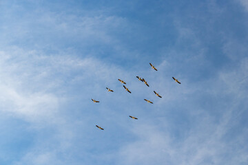 flock of birds