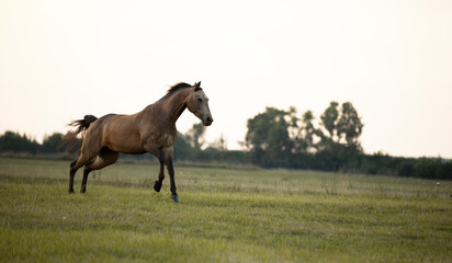 stunning beauty brown horse running through meadow by the sunset 