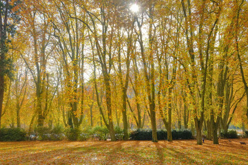 Obraz premium parc en automne