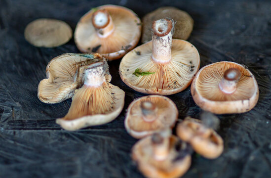 rydze grzyby na stole