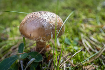 muchomor brązowy grzyb jesienny © rpetryk