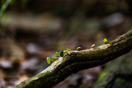 Leaf Cutter Ants