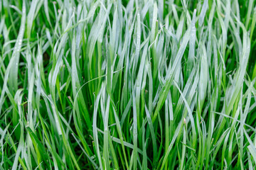 Fototapeta na wymiar Close up Green grass background