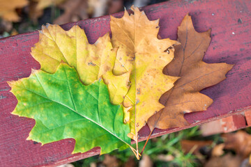 liście klonu kolory wachlarz